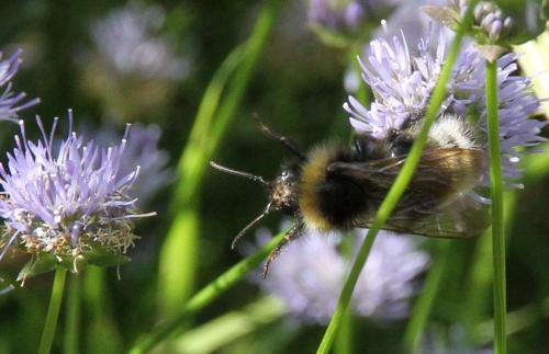 Réf. 271 759 : Bombus (fernaldae)